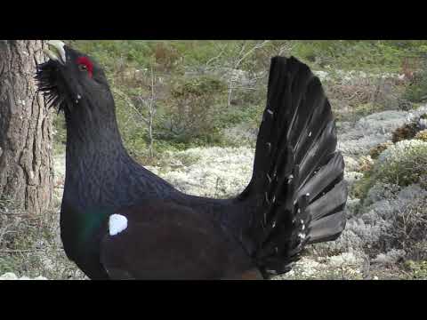 Tjäderspel i Vänge-Östfora