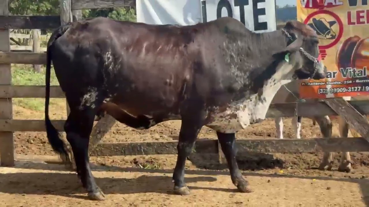 LOTE 55