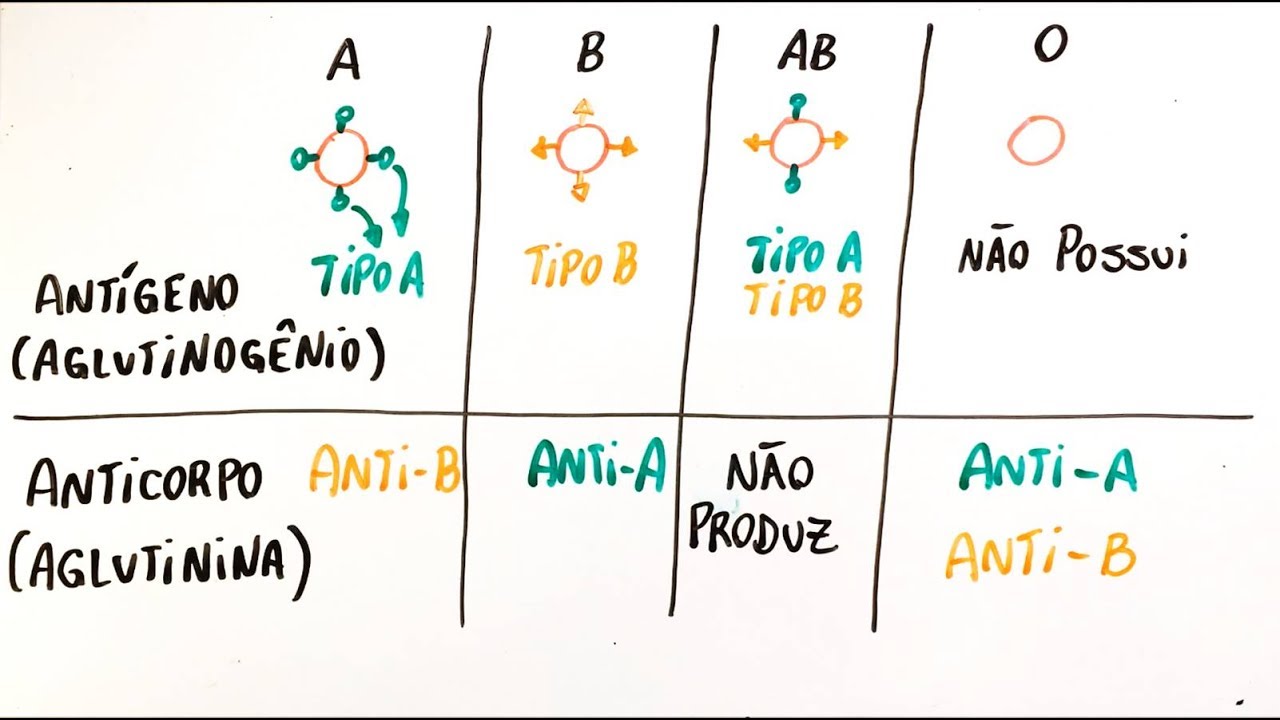 Sistema ABO e fator Rh (Parte I) - Resumo Professor Gustavo