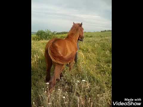 Caii lui Palade Paul