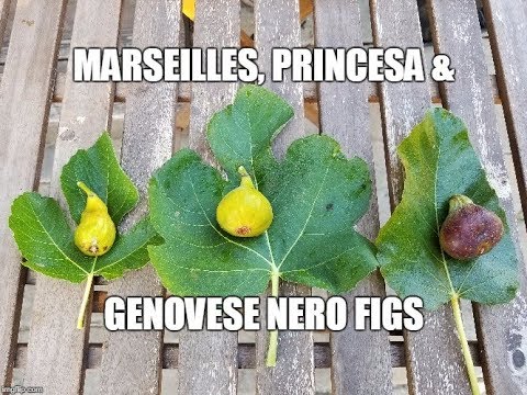 download lagu mp3 mp4 White Marseilles Fig, download lagu White Marseilles Fig gratis, unduh video klip White Marseilles Fig