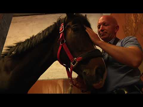 Galopprennen in Riem - Hengst Amiro peilt ersten Karrieresieg an