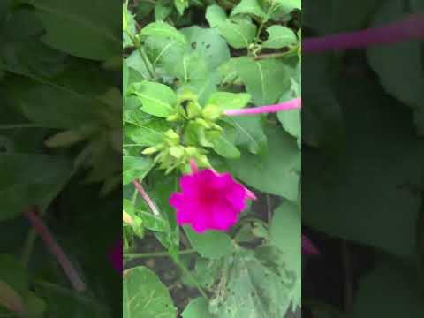 ジャグラーの花 植物