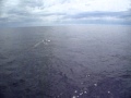 Humpback Whales At Hervey Bay 8131 AVI