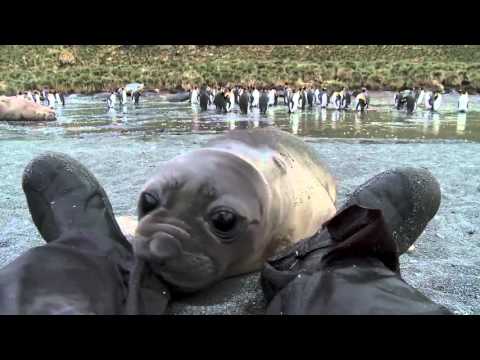 Curious Baby Seal Approaches Cameraman