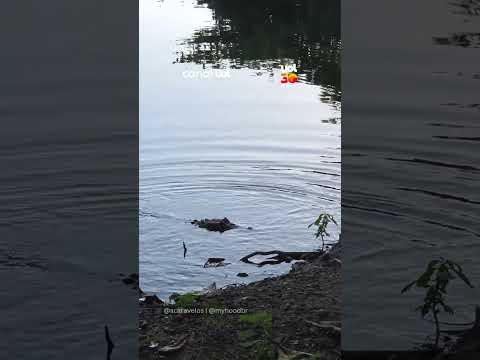 Jacaré aparece em lagoa no centro de Búzios (RJ) e surpreende moradores