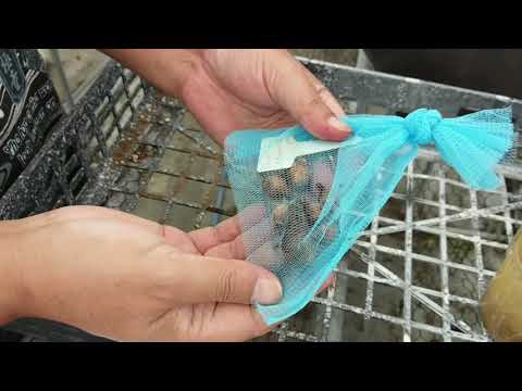 秋のクロッカス 植物