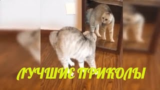 😁.Приколы. Смешные животные. Приколы 2019. Лучшие приколы 2019. Свежие приколы 2019.