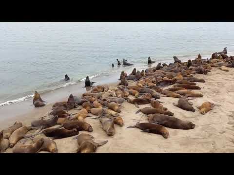 LOBOS MARINOS, FOCAS , MAR DEL PLATA ,BUENOS AIRES ARGENTINA