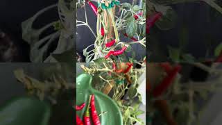 Harvesting cobra peppers #witchtok #harvest #harvesting #samhain