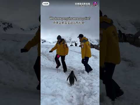 企鹅日记