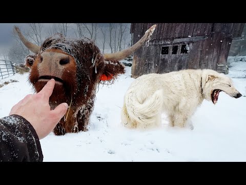 Our Farm Got Buried in Snow
