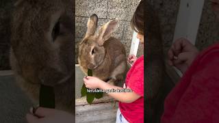 Download lagu Rabbit Laugh Sound🐇 mp3