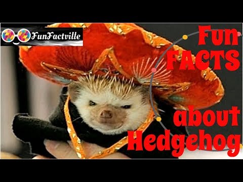 10 Fun Facts about Hedgehog