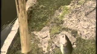 Gungor - People of God