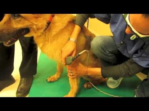 comment traiter la pyodermite du chien