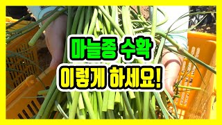 마늘종 수확 요렁