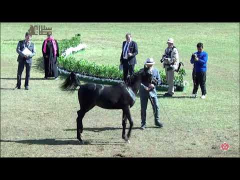 N.139 HALEEM AL ENAYA - 2020 PSAIAHF Al Khalediah Show - Yearling Colts (Class 4B)