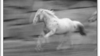 Gamba di legno a Parigi