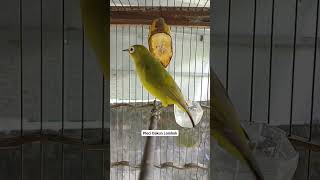 Download lagu Pleci Dakun Lombok Ngeriwik halus #birds #pleci #kicaumania #pocigacordor #hobi #hobipleci#kecial mp3 Download lagu Pleci Dakun Lombok Ngeriwik halus #birds #pleci #kicaumania #pocigacordor #hobi #hobipleci#kecial mp3
