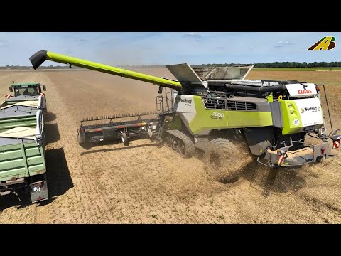 Erbsenernte 2023 in Deutschland - Mähdrescher CLAAS & Fendt Traktor Lohnunternehmen Landwirtschaft