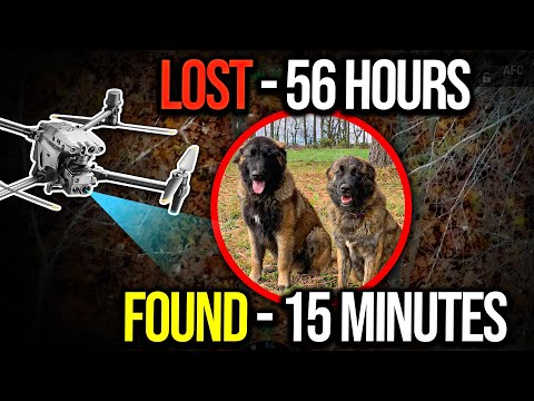 Thermal Drone Finds Estrela Mountain Dog Hiding Under A Fallen Tree