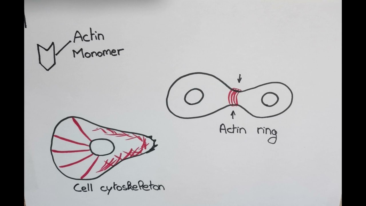 Actin motility in Listeria