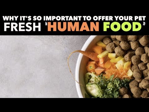 WHY FRESH “HUMAN FOOD” IS SO IMPORTANT FOR DOGS