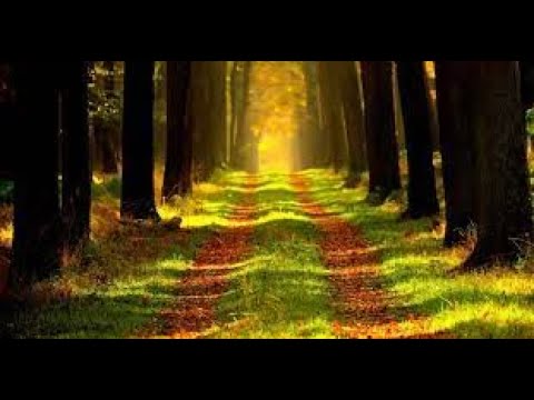 137.5° Final Interconnexion . Cèdres Anciens . nature Energie 🌳 { 🌳 ✨