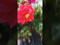 Flowers The Natural Beauty Of Nature