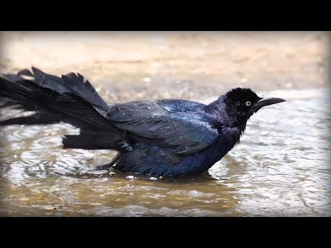 Vlhovec člnkochvostý (Quiscalus mexicanus) — spev a hlas v prírode