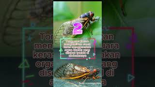 Download lagu Fakta Unik Tonggeret, Serangga dengan Suara Nyaring #shorts #fakta #faktaunik #shortvideo #tonggeret mp3