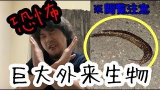 【閲覧注意】ベル坊。巨大外来生物と出会う。毎日投稿#8
