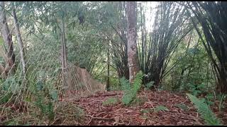 Download lagu berburu kijang kalimantan|| mp3