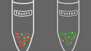 Key Steps of Molecular Cloning