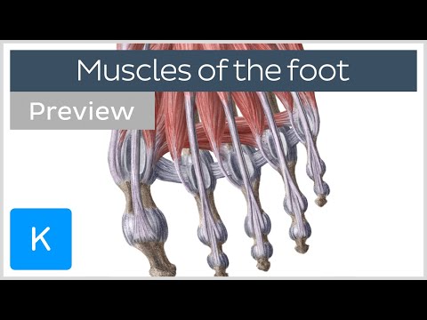 Muscles of the foot (preview)- Human Anatomy | Kenhub