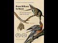 From Billions To None The Passenger Pigeon S Flight To Extinction