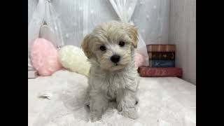 ハーフ犬の動画01