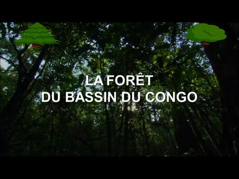 Documentaire animalier 🌳 LA FORÊT DU BASSIN DU CONGO