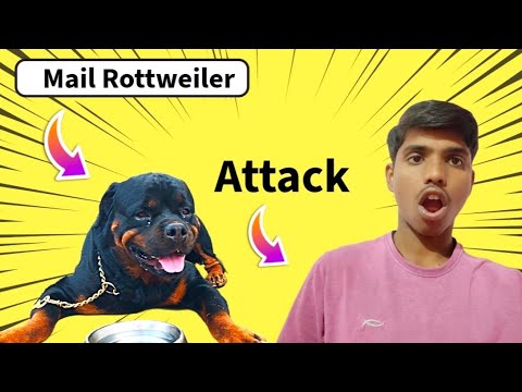 Male Rottweiler daily routine Rottweiler attack on me 😦🥰