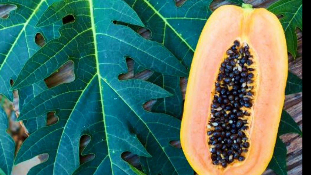 I drink pawpaw juice and eat the leaves for healing,amazing results . Nalongo Anita