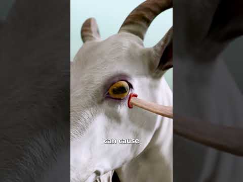 Goat Horns Pierce Their Own Eye 😵