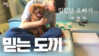 집에 낯선 아저씨가 오자 세상 용맹해진 강아지의 최후ㅋㅋㅋㅋㅋ 꼬니...ㅎㅎㅎㅎ