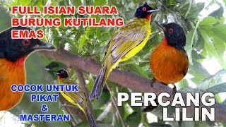 Download lagu Mp3 FULL ISIAN SUARA BURUNG KUTILANG EMAS mp3 Download lagu Mp3 FULL ISIAN SUARA BURUNG KUTILANG EMAS mp3