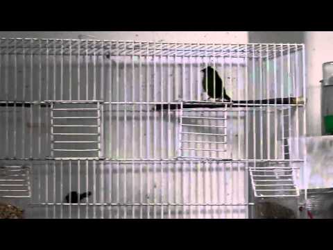 blue faced parrot finch sings