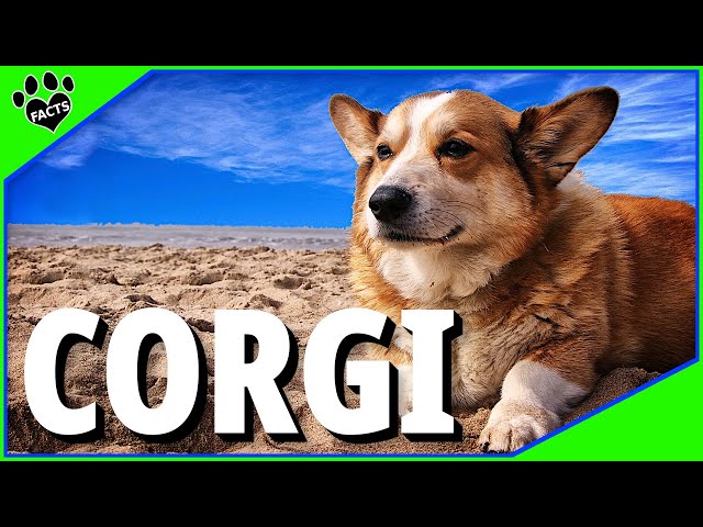 הגיית וידאו של Welsh Corgi בשנת אנגלית