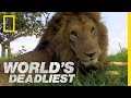Lion Vs Lion World S Deadliest