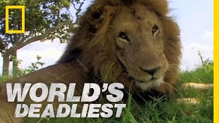 World's Deadliest - Lion vs. Lion
