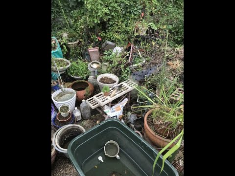 園芸 ユキノシタ