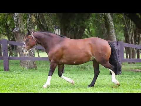 Lote 01 ALGAZARRA DO PURUNÃ e DORIANA DO PURUNÃ